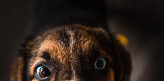 Best Automatic Dog Feeders for 2023 (Top Picks) – Reviews & Buyer’s Guide Dog gets a treat