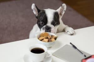 Black and white dog with cookies