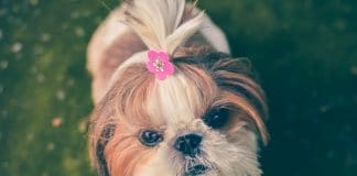 Best Dog Grooming Tables for 2023 (Top 5) – Reviews & Buyer’s Guide small dog with hairstyle