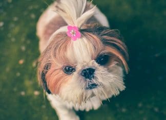 Best Dog Grooming Tables for 2023 (Top 5) – Reviews & Buyer’s Guide small dog with hairstyle