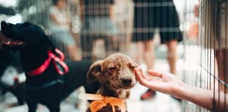 Best Dog Playpens in 2023 (Top 6) – Reviews & Buying Guide puppies in a playpen